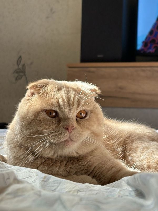Вязка! Кот на вязку Вязка! Кот на вязку