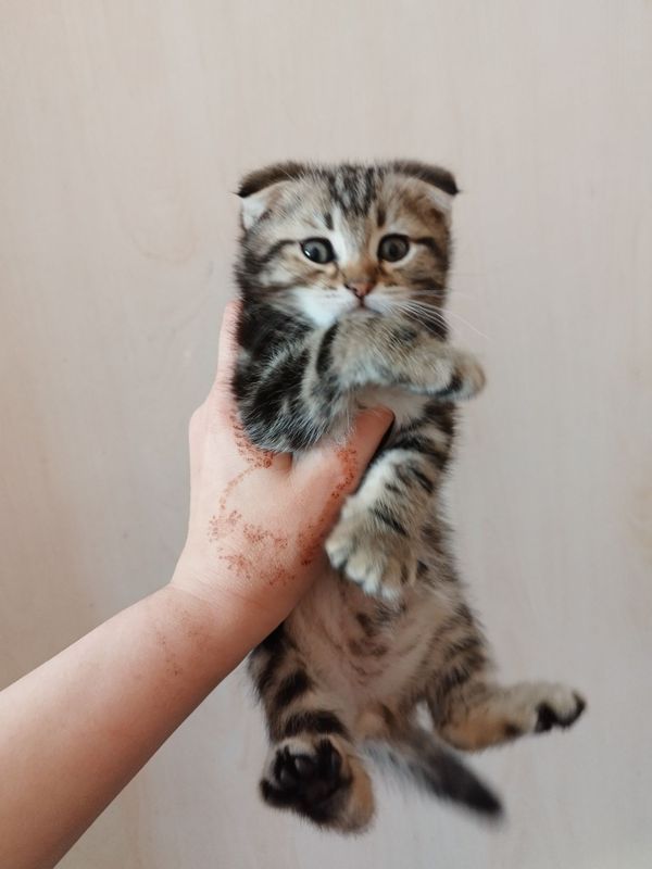 Скоттиш фолд ва страйт Скоттиш фолд ва страйт