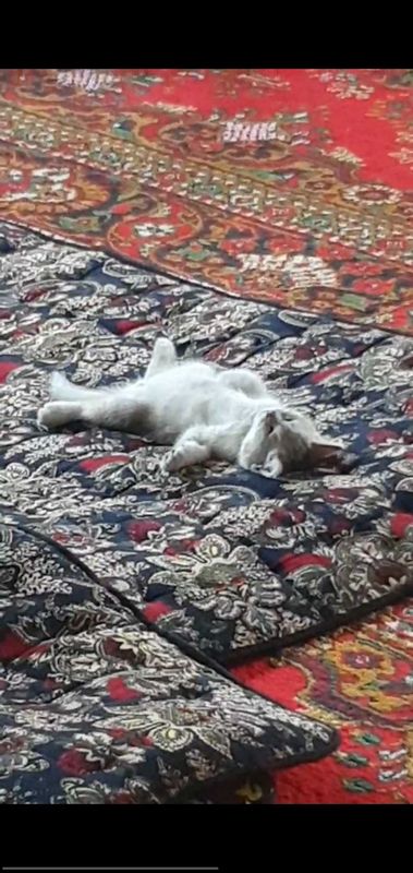 Котенок 3 месяца золотая шиншила