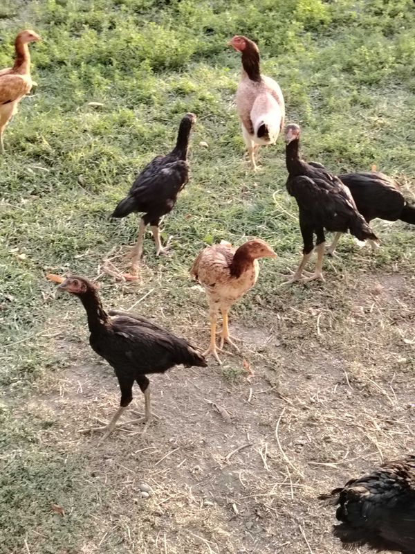 Dakan tovuq joʻjalari sotiladi