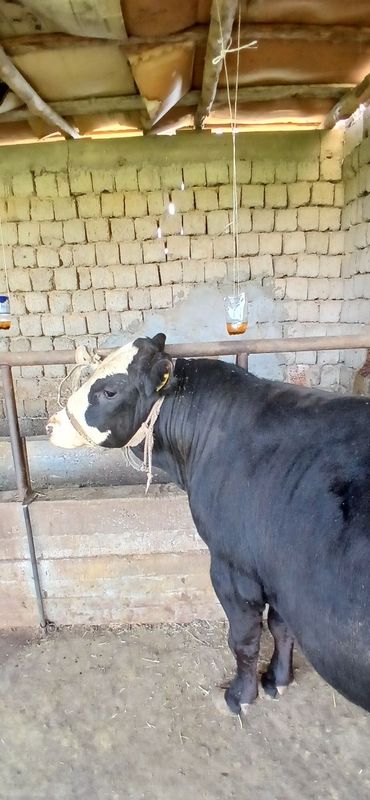 Mikki mouse toza qonli boqma .sifatli yeb ichishlari zo'r sog'lom Mikki mouse toza qonli boqma .sifatli yeb ichishlari zo'r sog'lom