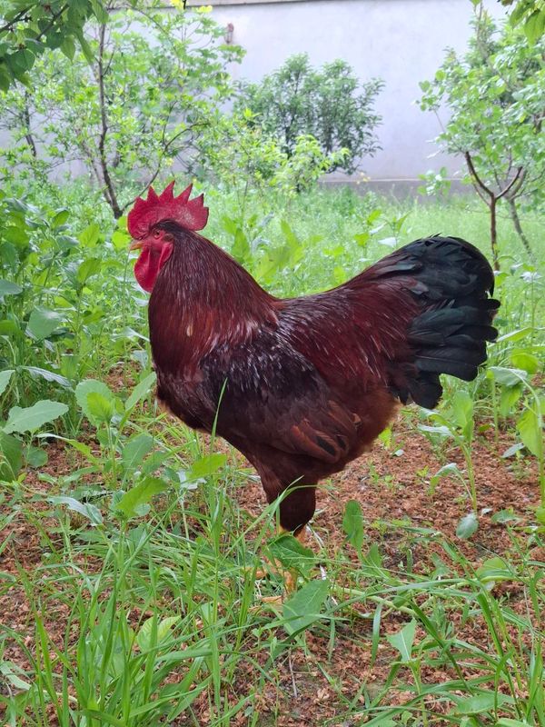 DEKORATIV PARRANDALAR PRIVAZNOY RHODE-ISLAND RED