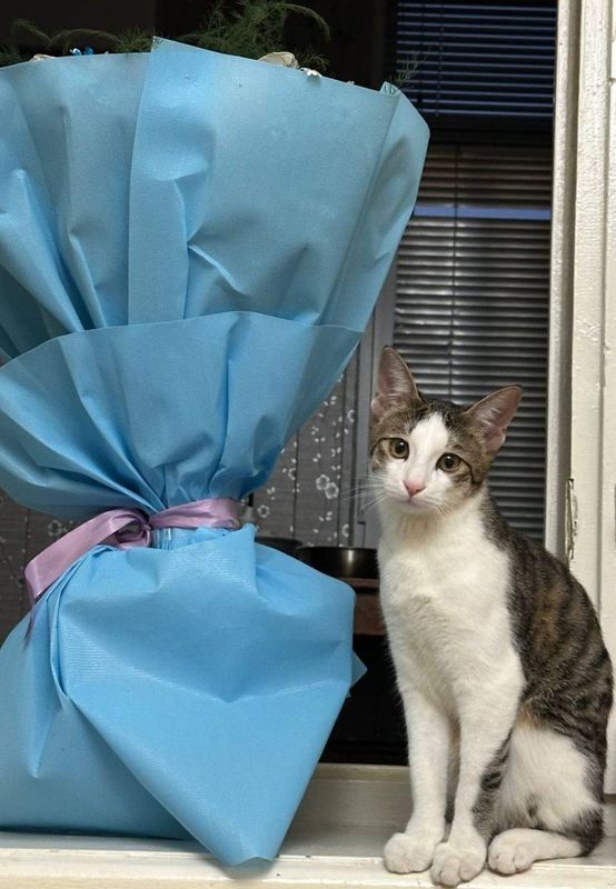 Отдам Бесплатно котёнок Отдам Бесплатно котёнок