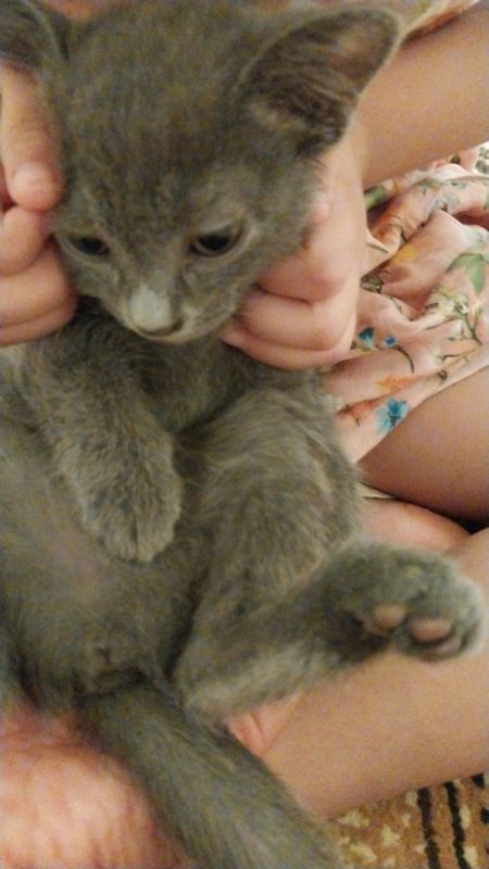 кошка даром