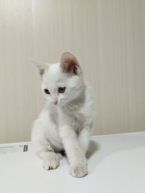Продаются котята