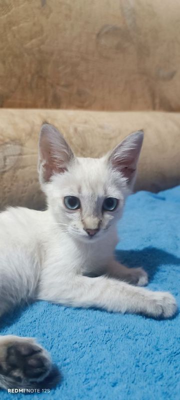 Котёнок девочка.