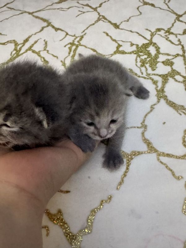 Котята скотиш фолд1 мес Котята скотиш фолд1 мес