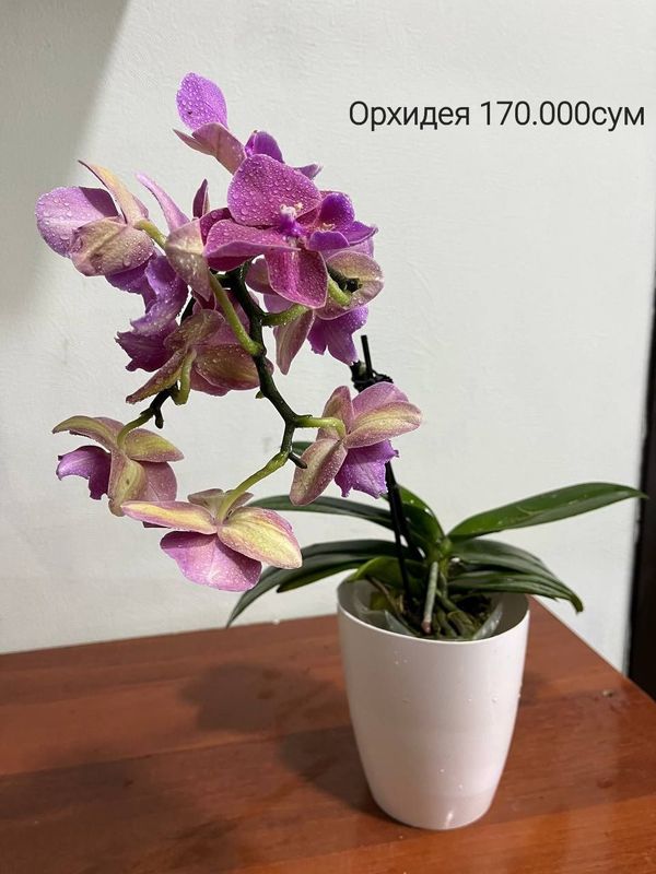 Орхидея, Пахира(Бонсай), Хоя(сердечко), Алоказия,Калатея и др растения Орхидея, Пахира(Бонсай), Хоя(сердечко), Алоказия,Калатея и др растения