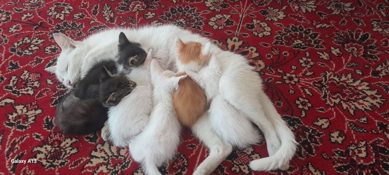 Мушук боласи бор Мушук боласи бор