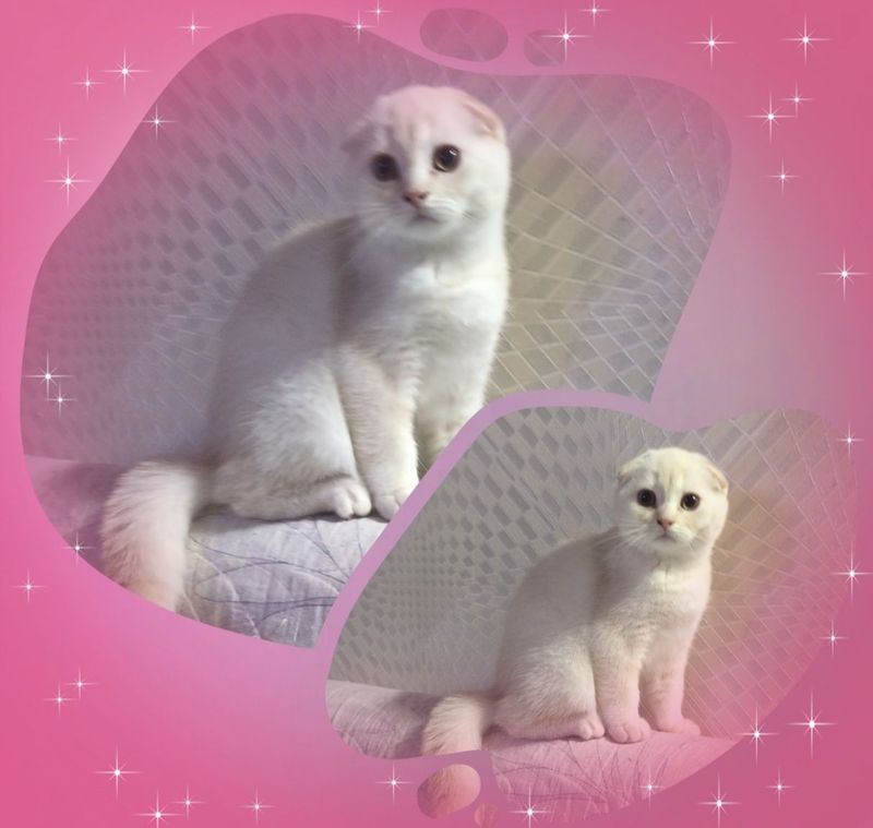 Шотландский вислоухий котик Шотландский вислоухий котик
