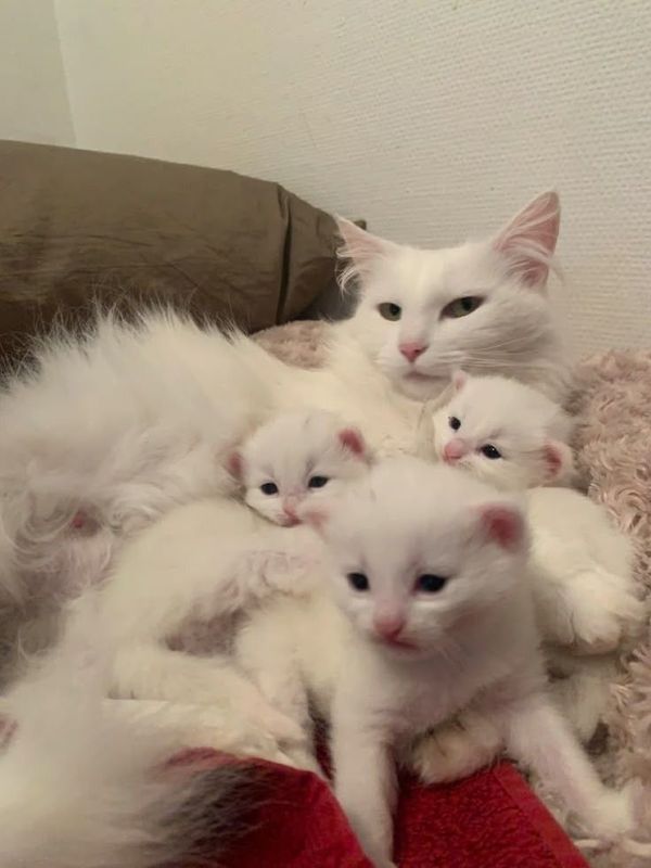 Милые и породистые котята (турецкая ангора) Милые и породистые котята (турецкая ангора)