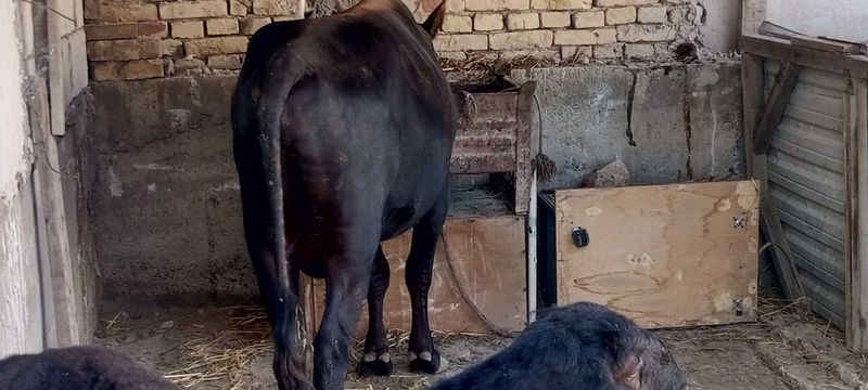 Букка сотилади соглом Букка сотилади соглом