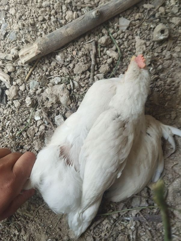 Sotiladi 25 ming manzil shaxrisabz Sotiladi 25 ming manzil shaxrisabz