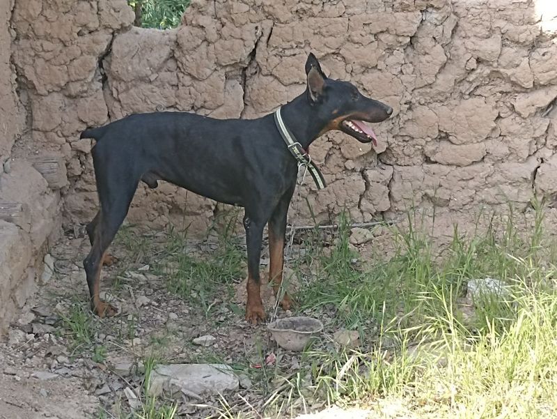 Doberman 1 yoshka toldi Doberman 1 yoshka toldi