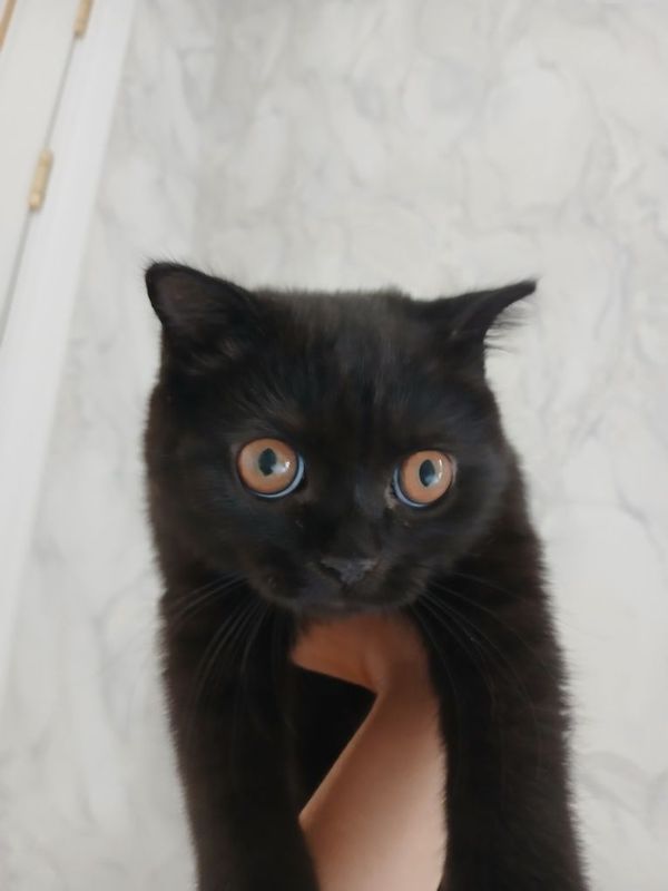 Scottish fold Mushuk sotiladi.