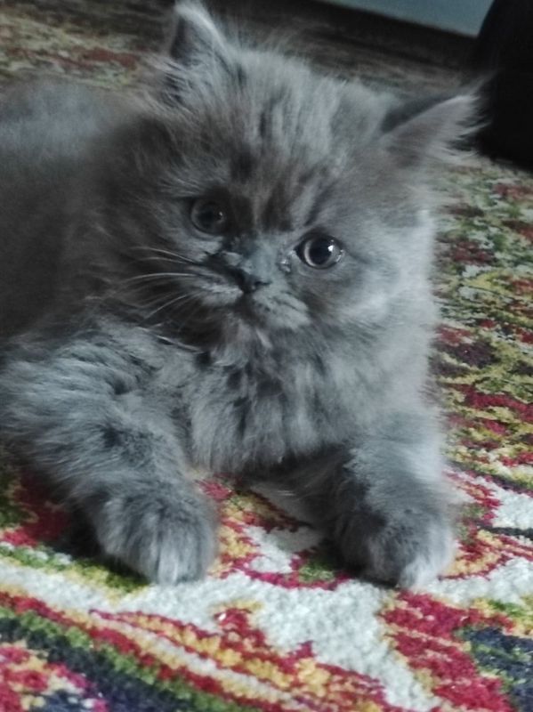 Котенок персидской породы 4 мес. Котенок персидской породы 4 мес.