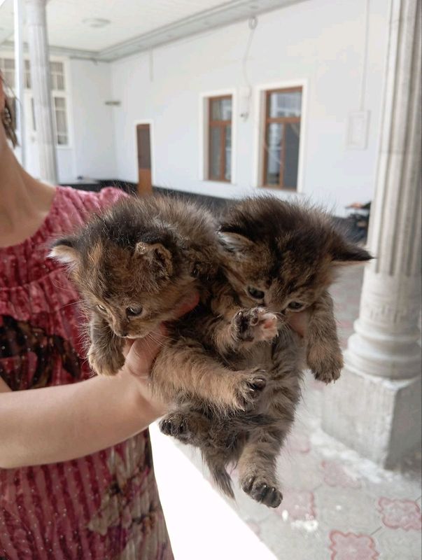 котята в добрые руки котята в добрые руки
