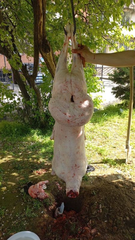 Кучкорлар сотамиз Кучкорлар сотамиз