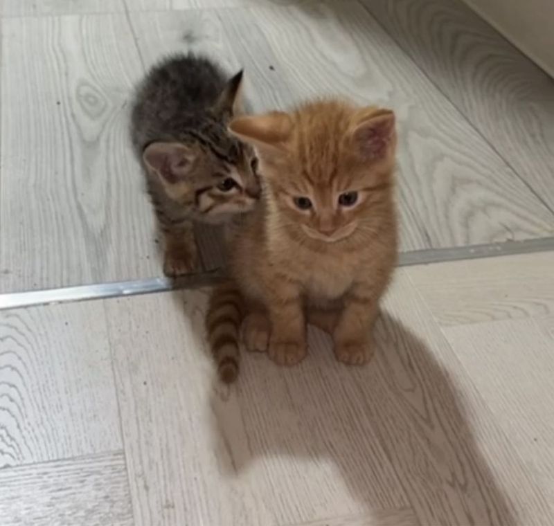 Милые котяты и игровые Милые котяты и игровые