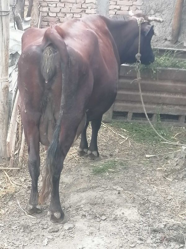 Sigir ona bola egizak