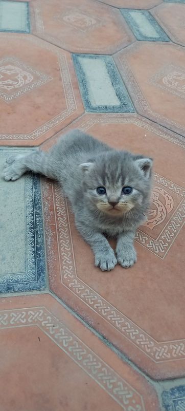 Продаются котята скоттиш фолд и скоттиш страйт Продаются котята скоттиш фолд и скоттиш страйт