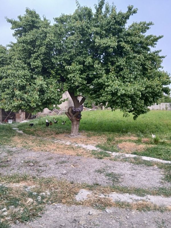 6 sotik quruq yer 6 sotik quruq yer