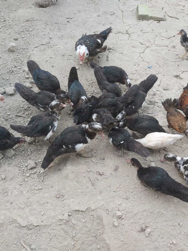 5 oylik o'rdaklar sotiladi 5 oylik o'rdaklar sotiladi