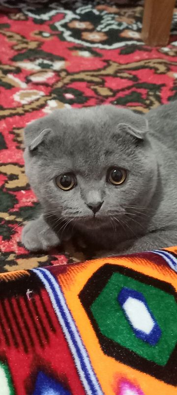 Чистый скоттиш фолд кошка Чистый скоттиш фолд кошка