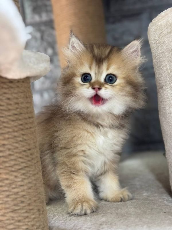 Котенок, мушукча Котенок, мушукча