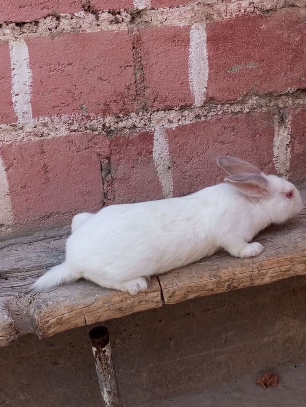 Oq ranli quyon erkak Oq ranli quyon erkak