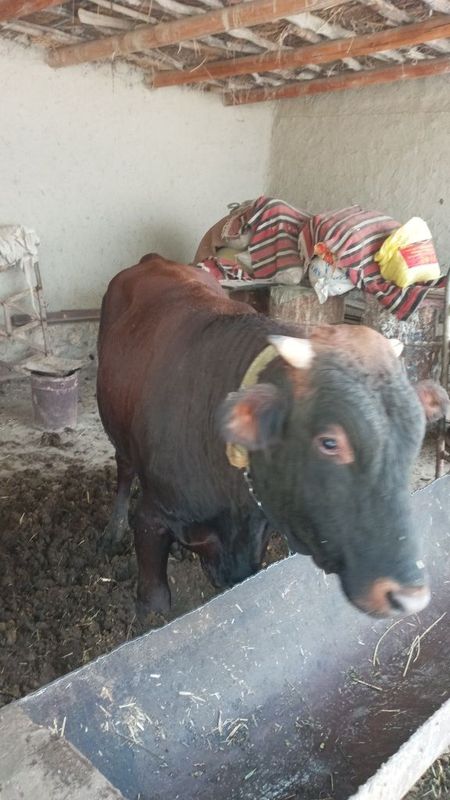 2 ta buqala sotilad
