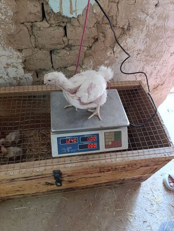 Продажа бролеров