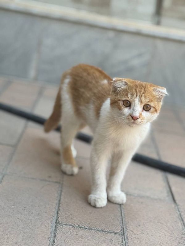Продам котика скоттиш-фолд