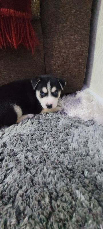 Хаски щенок 2 месяца Хаски щенок 2 месяца