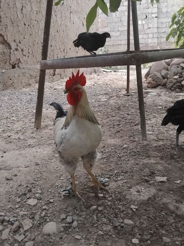 xuroz sotiladi damashni xuroz xuroz sotiladi damashni xuroz