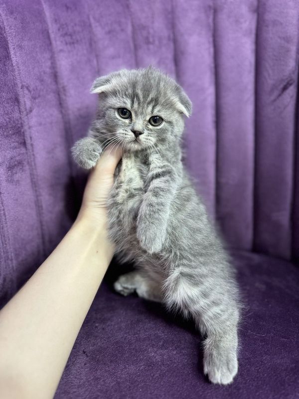 Продаются котята скоттиш-страйт & скоттиш-фолд Продаются котята скоттиш-страйт & скоттиш-фолд