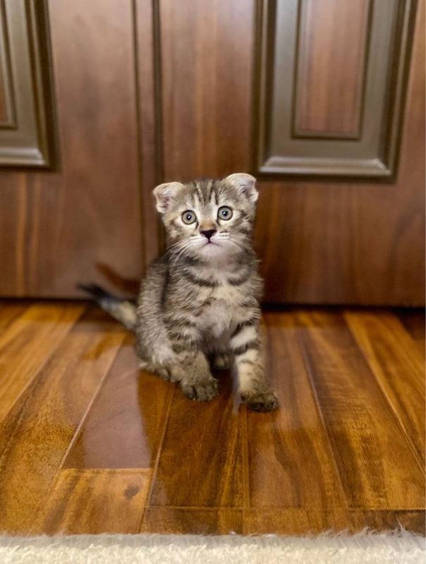 Кошки милые 2 месяцев