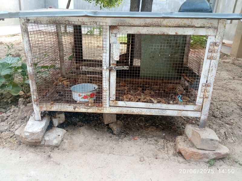quyon uchun in quyon uchun in