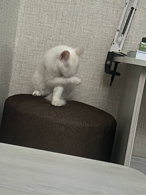 Отдам в хорошие руки Отдам в хорошие руки
