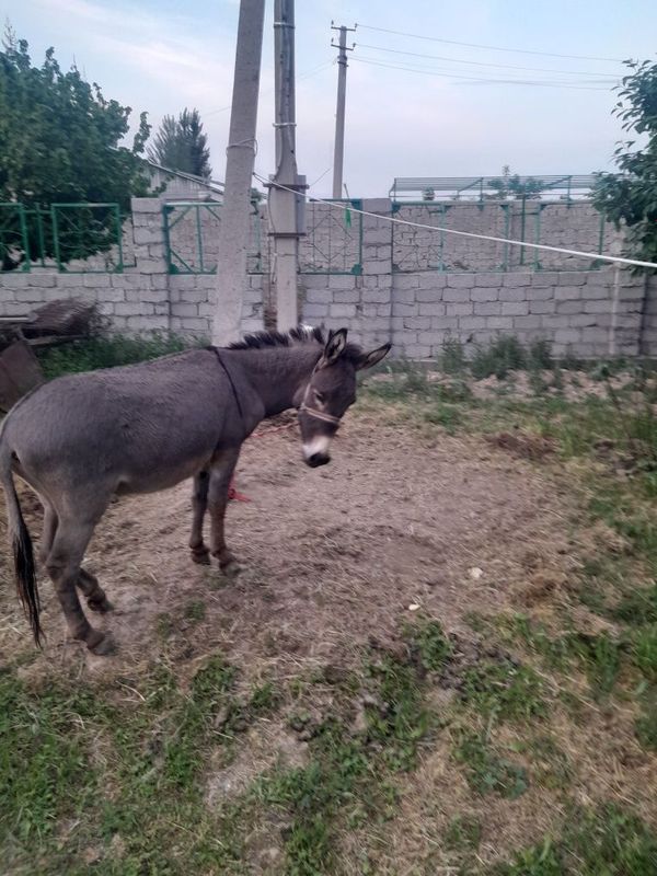 Продается молодой осел Продается молодой осел