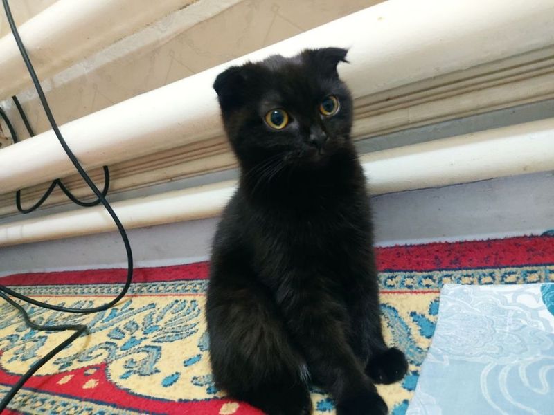 Кошка шотладская Кошка шотладская