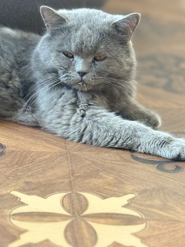 британская короткошёрстная кошка британская короткошёрстная кошка
