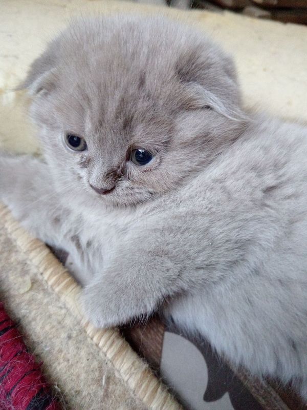 Котята породы скоттиш фолд Котята породы скоттиш фолд
