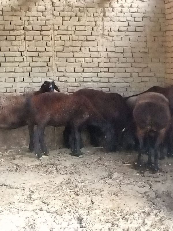 Она бола кой сотилади