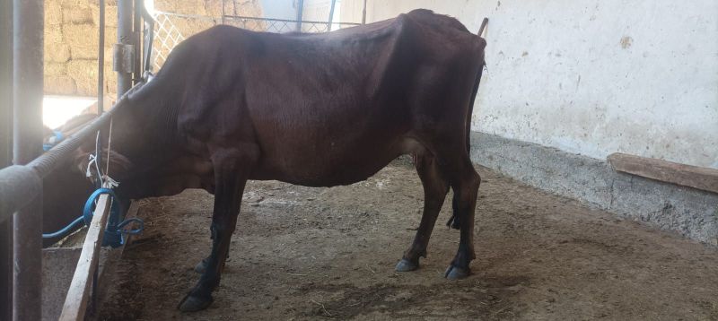 Ona bola sigir sotiladi