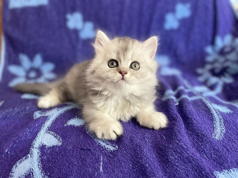 Шотландский скоттиш страй Шотландский скоттиш страй