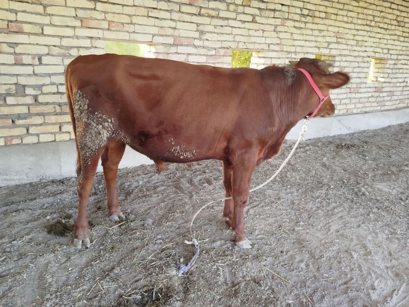 Buqqalar sotiladi