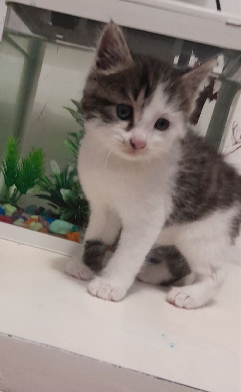 Домашние Котята 1,5 месяца Домашние Котята 1,5 месяца
