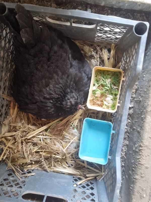 Yapon kurk tovuq sotiladi Yapon kurk tovuq sotiladi