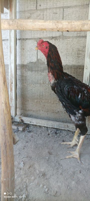 Dakan sotiladi 1ta kózi urushda kór bôgan Dakan sotiladi 1ta kózi urushda kór bôgan